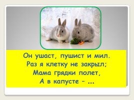 Урок развития речи во 2 классе коррекционной школы VIII вида «Домашние животные - Кролик», слайд 6