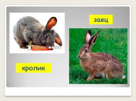 Урок развития речи во 2 классе коррекционной школы VIII вида «Домашние животные - Кролик», слайд 7