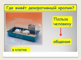 Урок развития речи во 2 классе коррекционной школы VIII вида «Домашние животные - Кролик», слайд 9