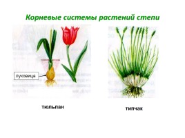 Зона степей, слайд 17