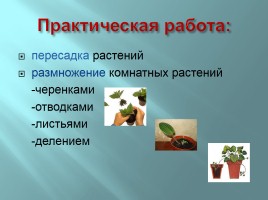 Творческий проект «Растения школьной теплицы от А до Я», слайд 26
