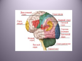 Занятие в подготовительной группе: «Как устроен мозг и для чего он нужен», слайд 8