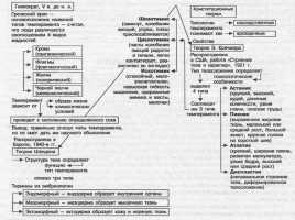 Понятие телосложения и характеристика его основных типов, слайд 3