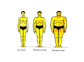 Понятие телосложения и характеристика его основных типов, слайд 4