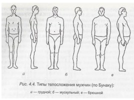Понятие телосложения и характеристика его основных типов, слайд 7