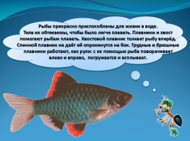 Мир вокруг нас «Кто такие рыбы», слайд 19