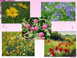 Первоцветы - первые вестники весны, слайд 17