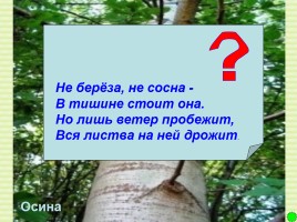 Интерактивная игра о растениях и животных лесов России «Чудесный лес», слайд 10