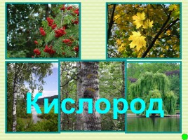 Интерактивная игра о растениях и животных лесов России «Чудесный лес», слайд 12