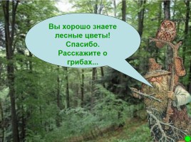 Интерактивная игра о растениях и животных лесов России «Чудесный лес», слайд 19