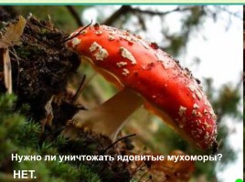 Интерактивная игра о растениях и животных лесов России «Чудесный лес», слайд 22
