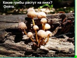 Интерактивная игра о растениях и животных лесов России «Чудесный лес», слайд 23