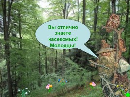 Интерактивная игра о растениях и животных лесов России «Чудесный лес», слайд 35
