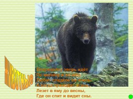 Интерактивная игра о растениях и животных лесов России «Чудесный лес», слайд 46