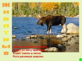 Интерактивная игра о растениях и животных лесов России «Чудесный лес», слайд 47