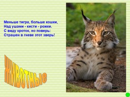 Интерактивная игра о растениях и животных лесов России «Чудесный лес», слайд 49