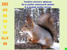 Интерактивная игра о растениях и животных лесов России «Чудесный лес», слайд 50