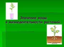 Значение воды в жизнедеятельности растений, слайд 1