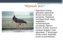 Красная книга Нижегородской области, слайд 13