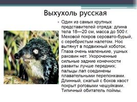 Красная книга Нижегородской области, слайд 7
