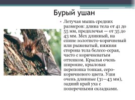 Красная книга Нижегородской области, слайд 8