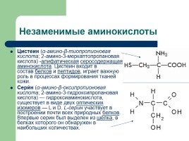 Урок химии в 10-м классе по теме «Аминокислоты», слайд 7