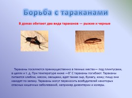 Средства для борьбы с бытовыми насекомыми, слайд 10