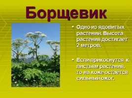 Окружающий мир 3 класс «Разнообразин растений», слайд 15