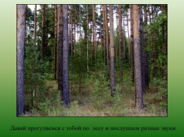 Урок-экскурсия по лесу «Делим числа», слайд 2