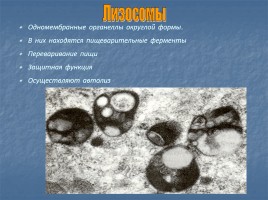 Особенности организации клеток живых организмов, слайд 11
