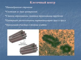 Особенности организации клеток живых организмов, слайд 19