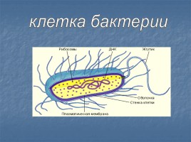 Особенности организации клеток живых организмов, слайд 20