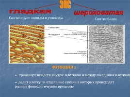 Особенности организации клеток живых организмов, слайд 9