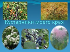 Кустарники моего края