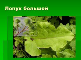 Растения родного края, слайд 10