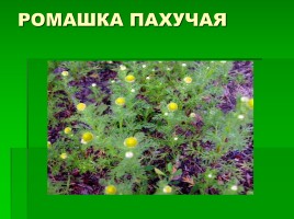 Растения родного края, слайд 7