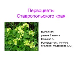 Первоцветы Ставропольского края, слайд 1
