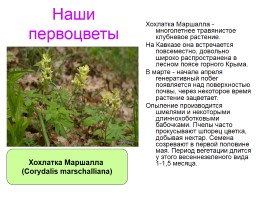Первоцветы Ставропольского края, слайд 10