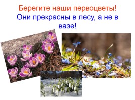 Первоцветы Ставропольского края, слайд 11