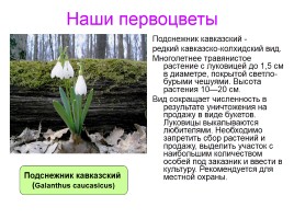 Первоцветы Ставропольского края, слайд 4