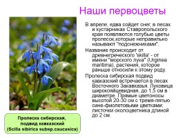 Первоцветы Ставропольского края, слайд 6