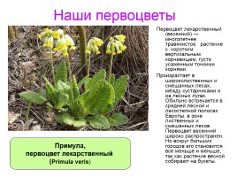 Первоцветы Ставропольского края, слайд 7