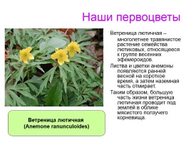 Первоцветы Ставропольского края, слайд 8