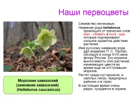 Первоцветы Ставропольского края, слайд 9