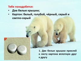 Урок технологии с использованием бросового материала - пластиковых крышек «Белый медведь», слайд 2