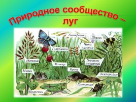 Природное сообщество - луг, слайд 4