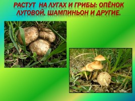 Природное сообщество - луг, слайд 7