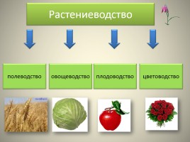 Растениеводство в нашем крае - Возникновение земледелия и скотоводства, слайд 2