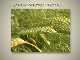 Растениеводство в нашем крае - Возникновение земледелия и скотоводства, слайд 6