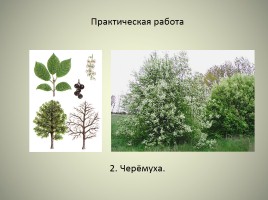Леса России, слайд 19